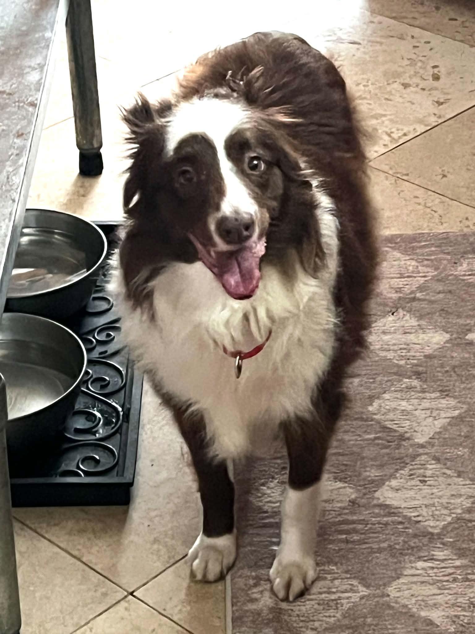 Enlarge Coco, a Adopted Australian Shepherd in Pittsboro, NC image 6/6