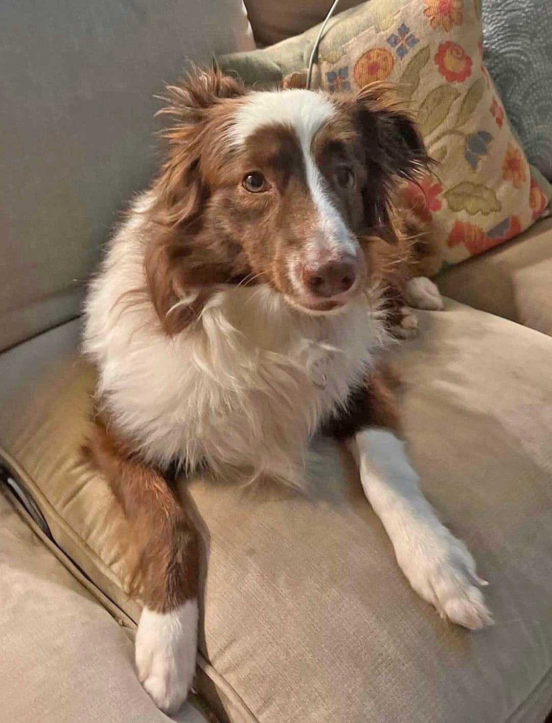 Coco, a ADOPTABLE Australian Shepherd in Pittsboro, NC image 4/5