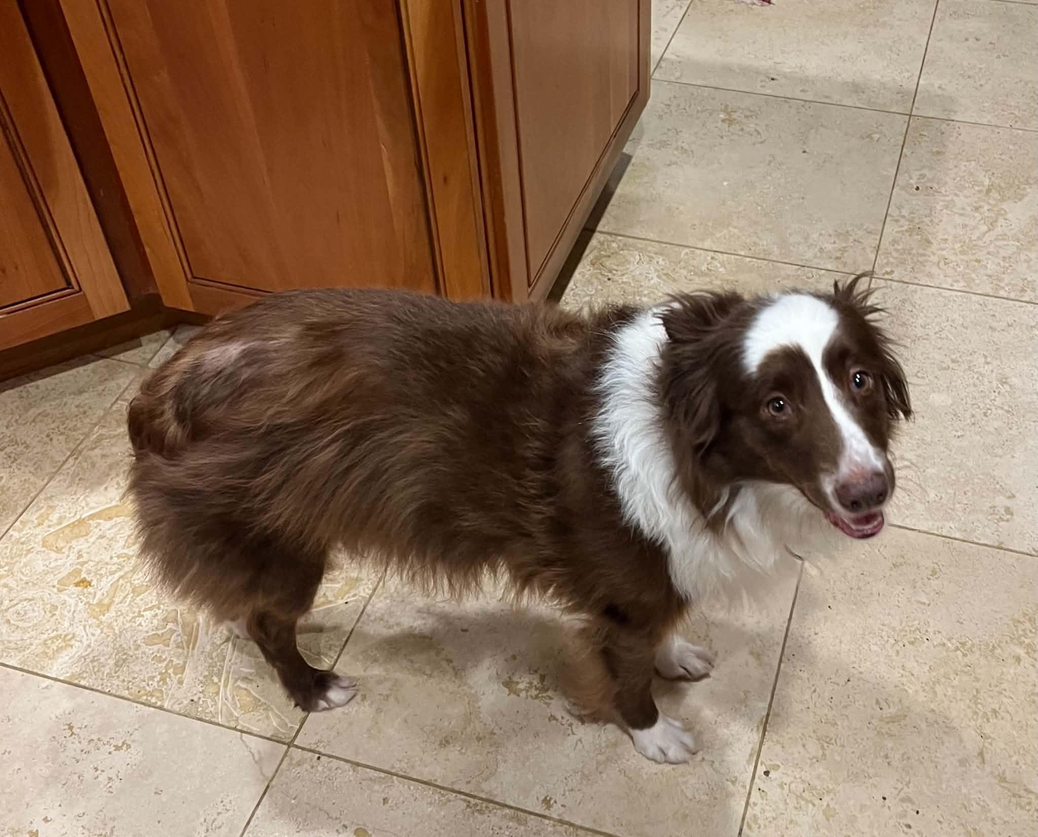 Enlarge Coco, a Adopted Australian Shepherd in Pittsboro, NC image 5/6