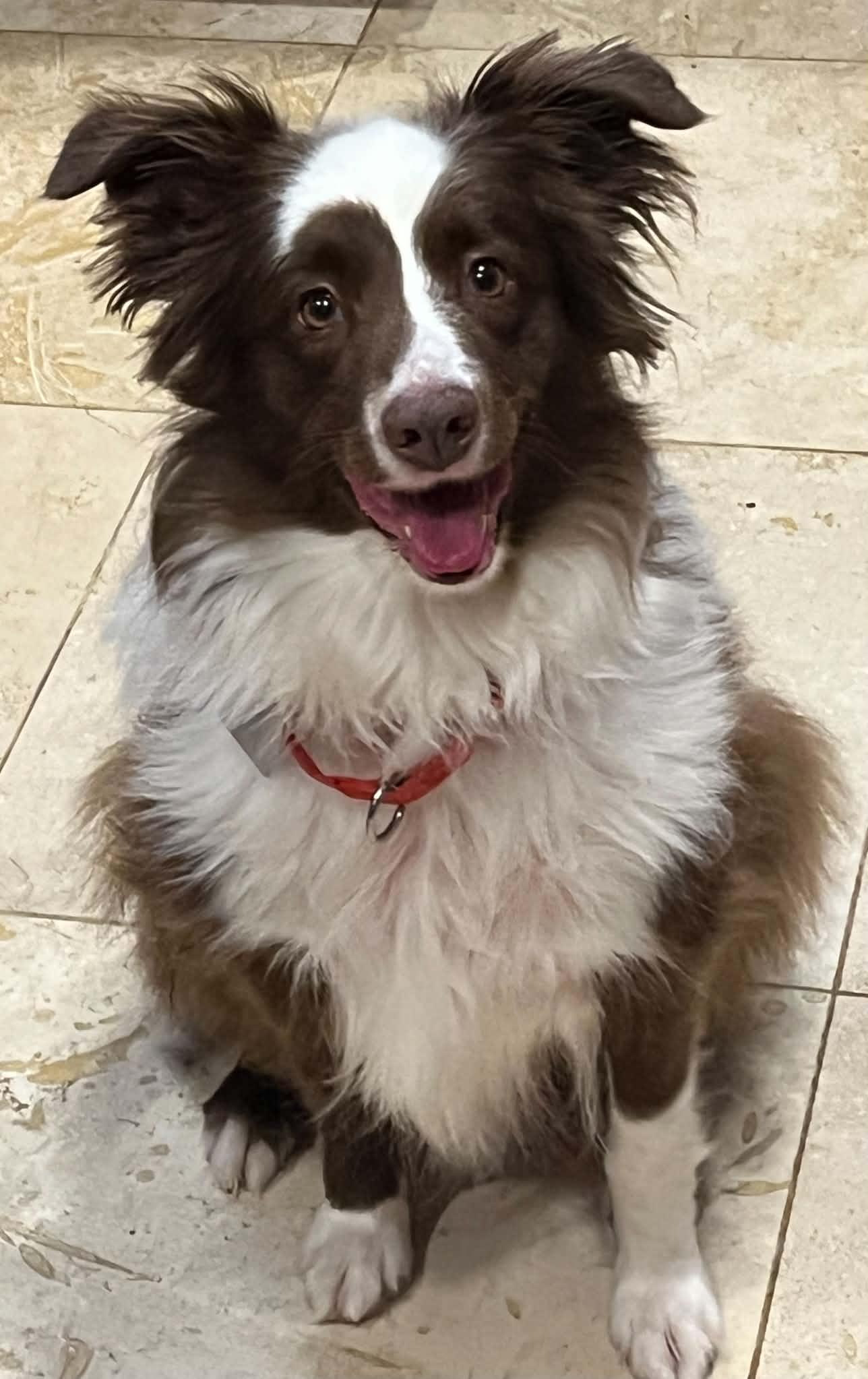 Enlarge Coco, a Adopted Australian Shepherd in Pittsboro, NC image 2/6