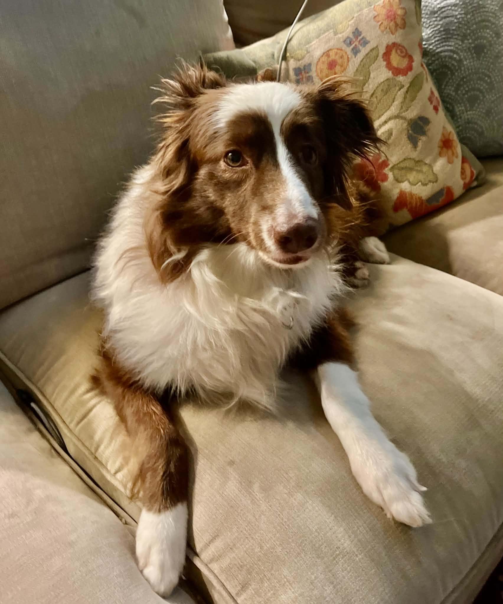 Enlarge Coco, a Adopted Australian Shepherd in Pittsboro, NC image 4/6