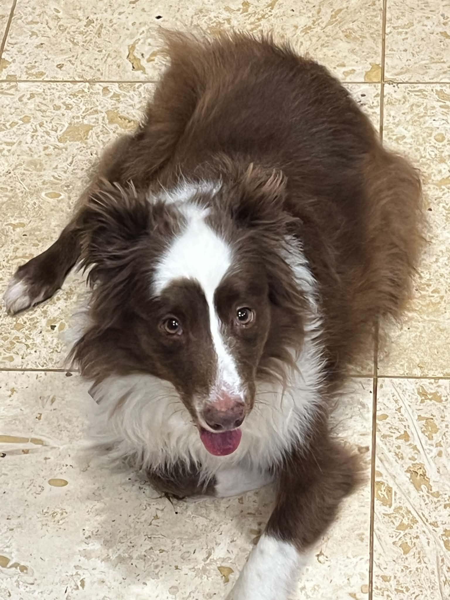 Enlarge Coco, a Adopted Australian Shepherd in Pittsboro, NC image 3/6