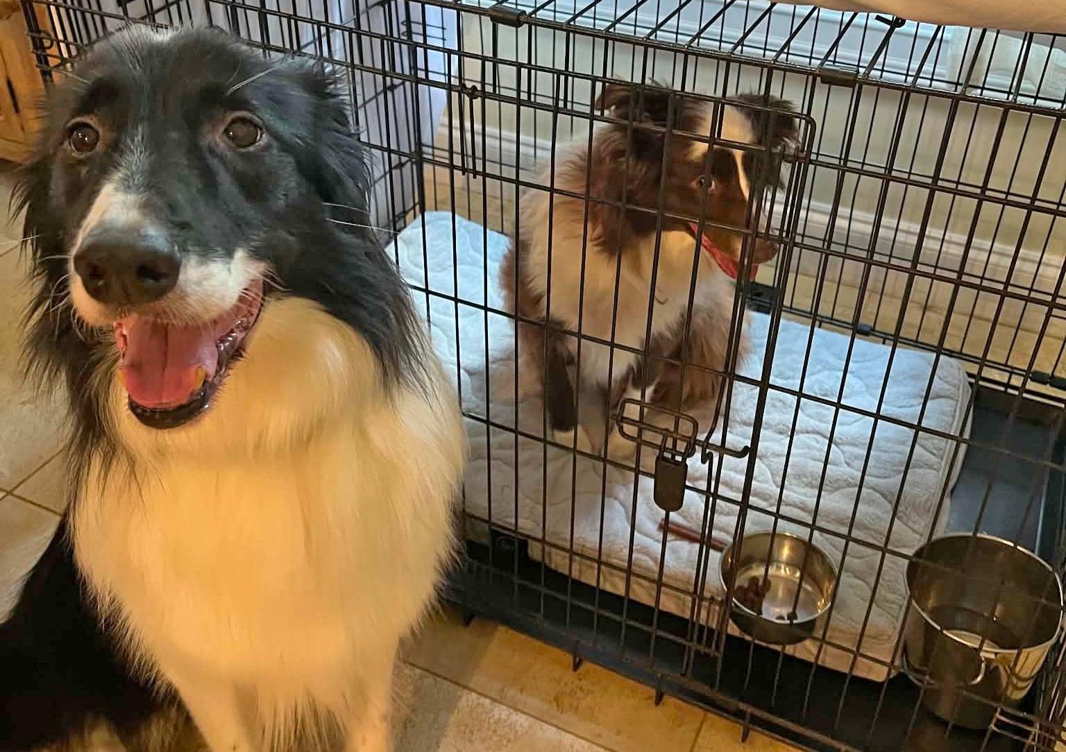 Coco, a ADOPTABLE Australian Shepherd in Pittsboro, NC image 5/5