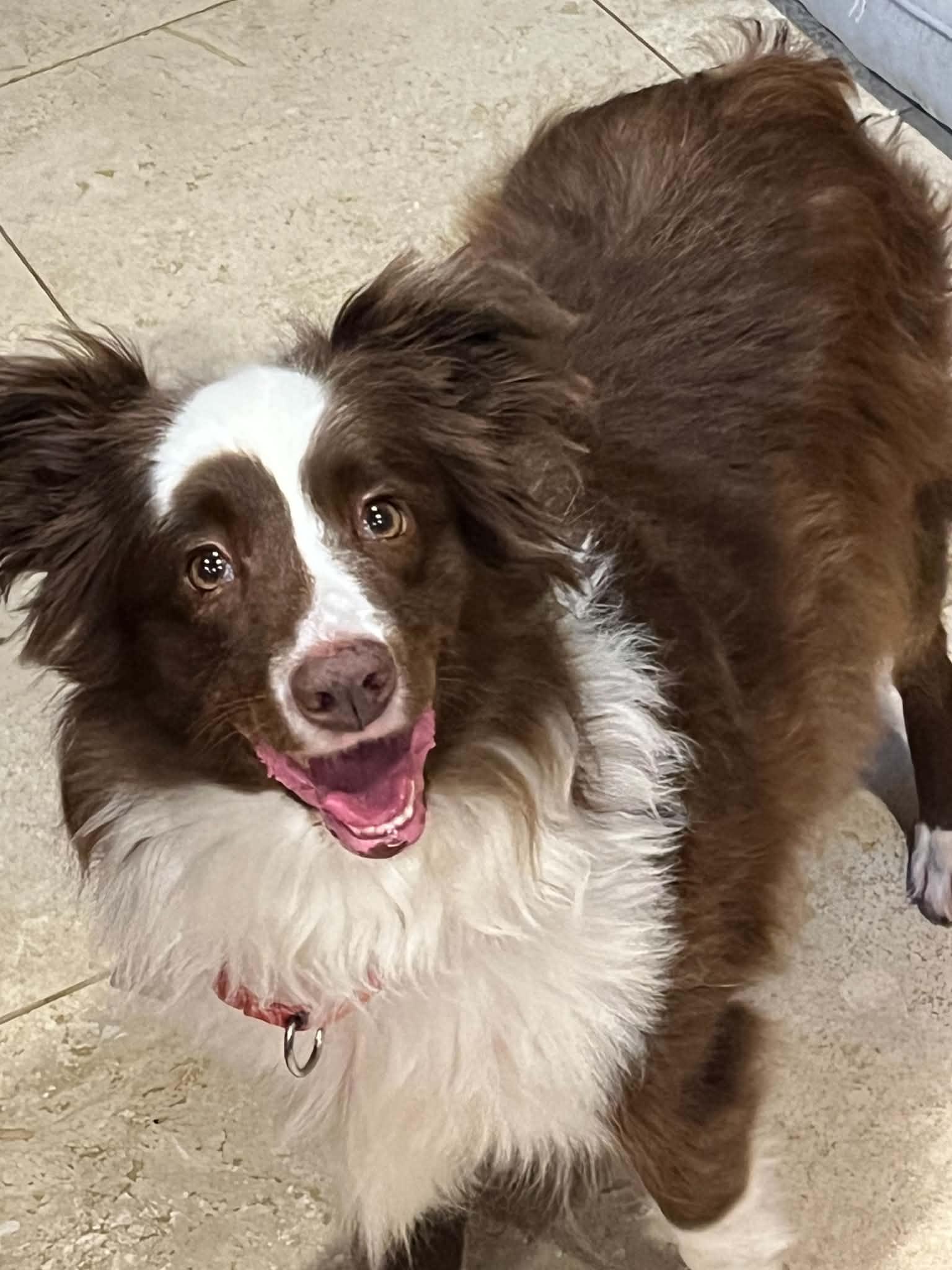 Coco, Adopted, Adult Female Australian Shepherd.