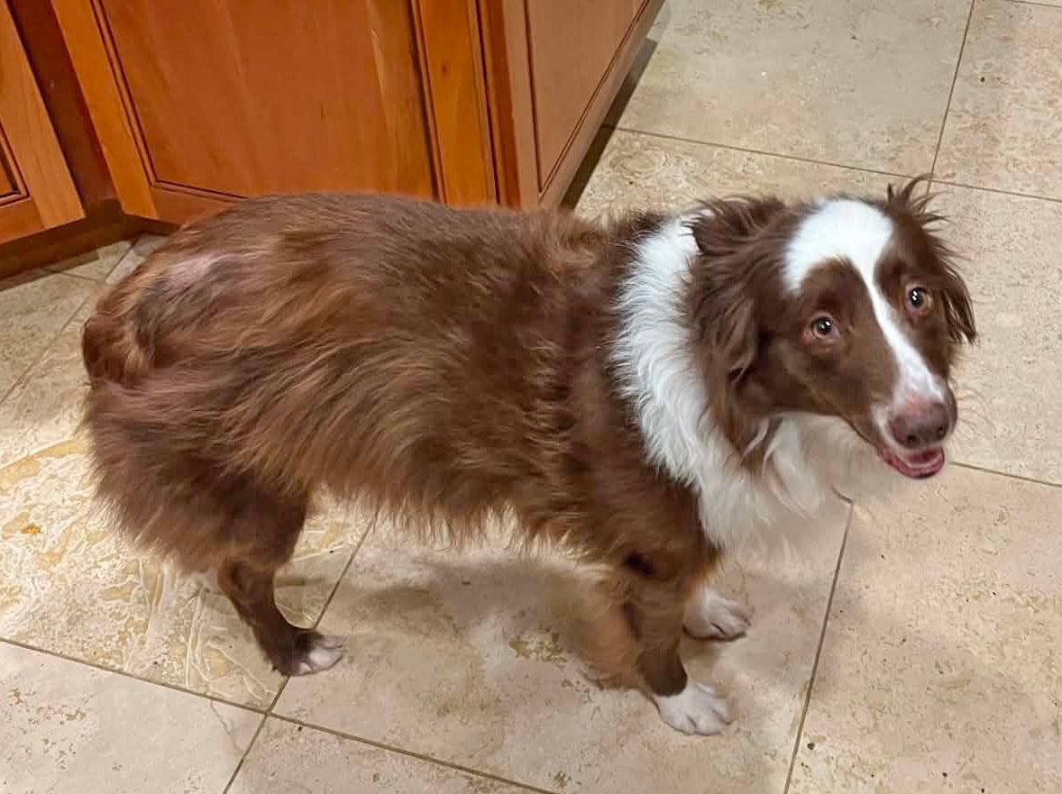 Coco, a ADOPTABLE Australian Shepherd in Pittsboro, NC image 3/5