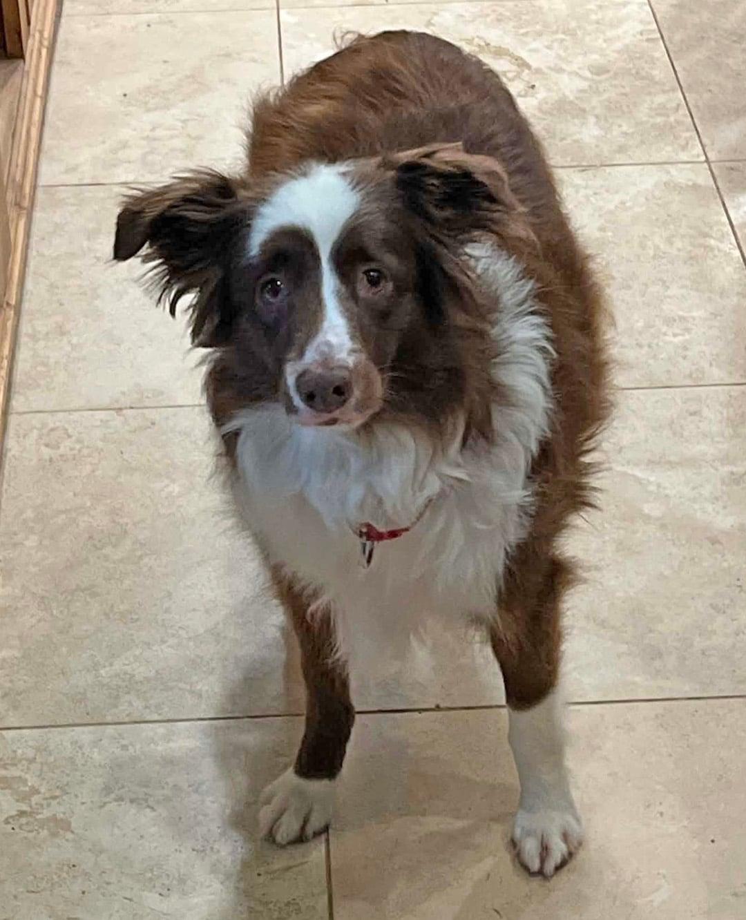 Coco, a ADOPTABLE Australian Shepherd in Pittsboro, NC image 2/5