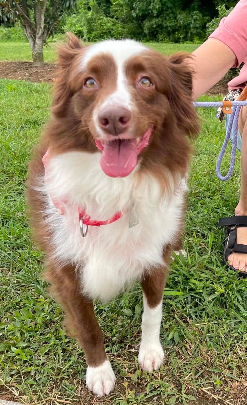 Coco, ADOPTABLE, Adult Female Australian Shepherd.