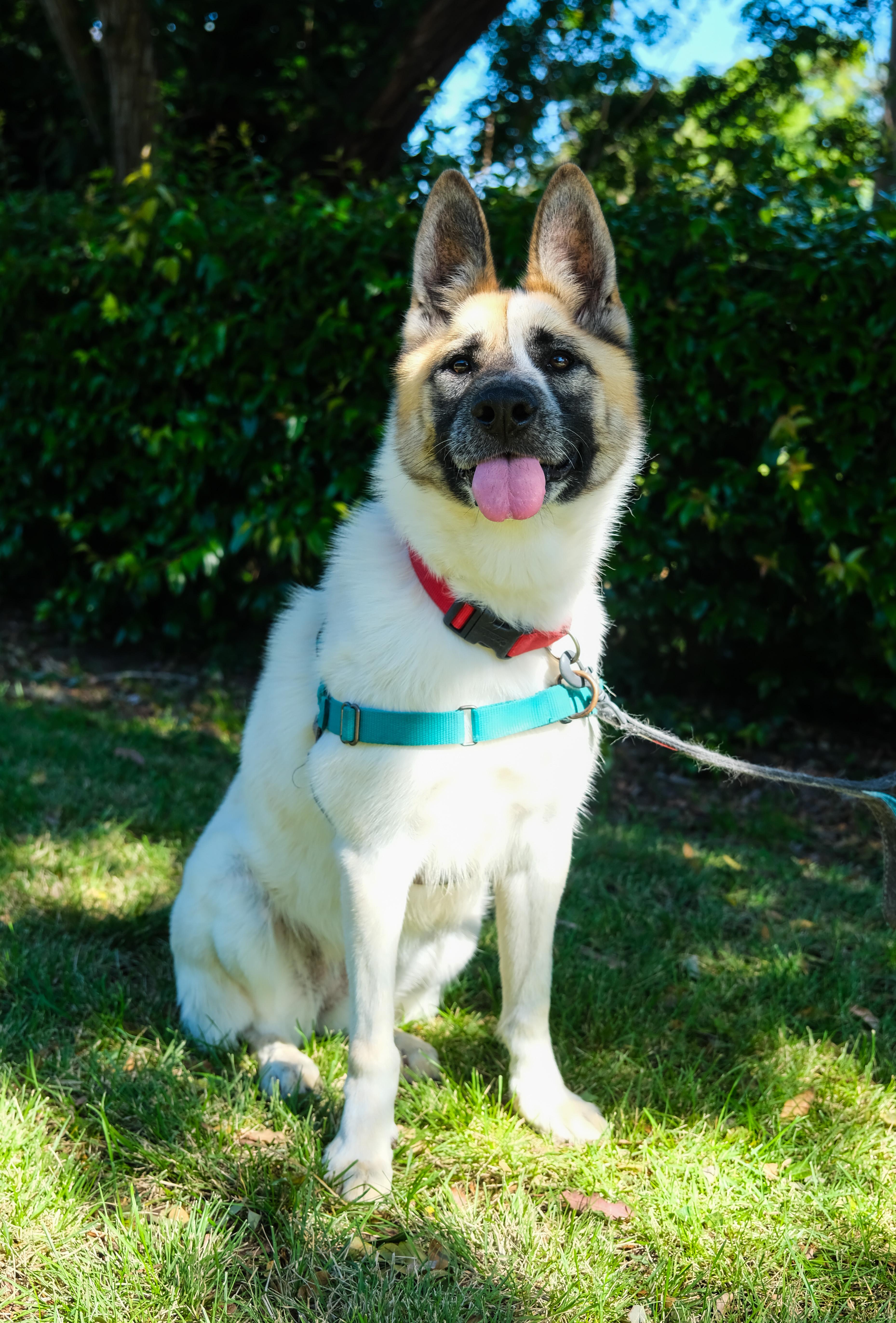 Enlarge Cashew, a Adoptable Akita in Newport Beach, CA image 3/6