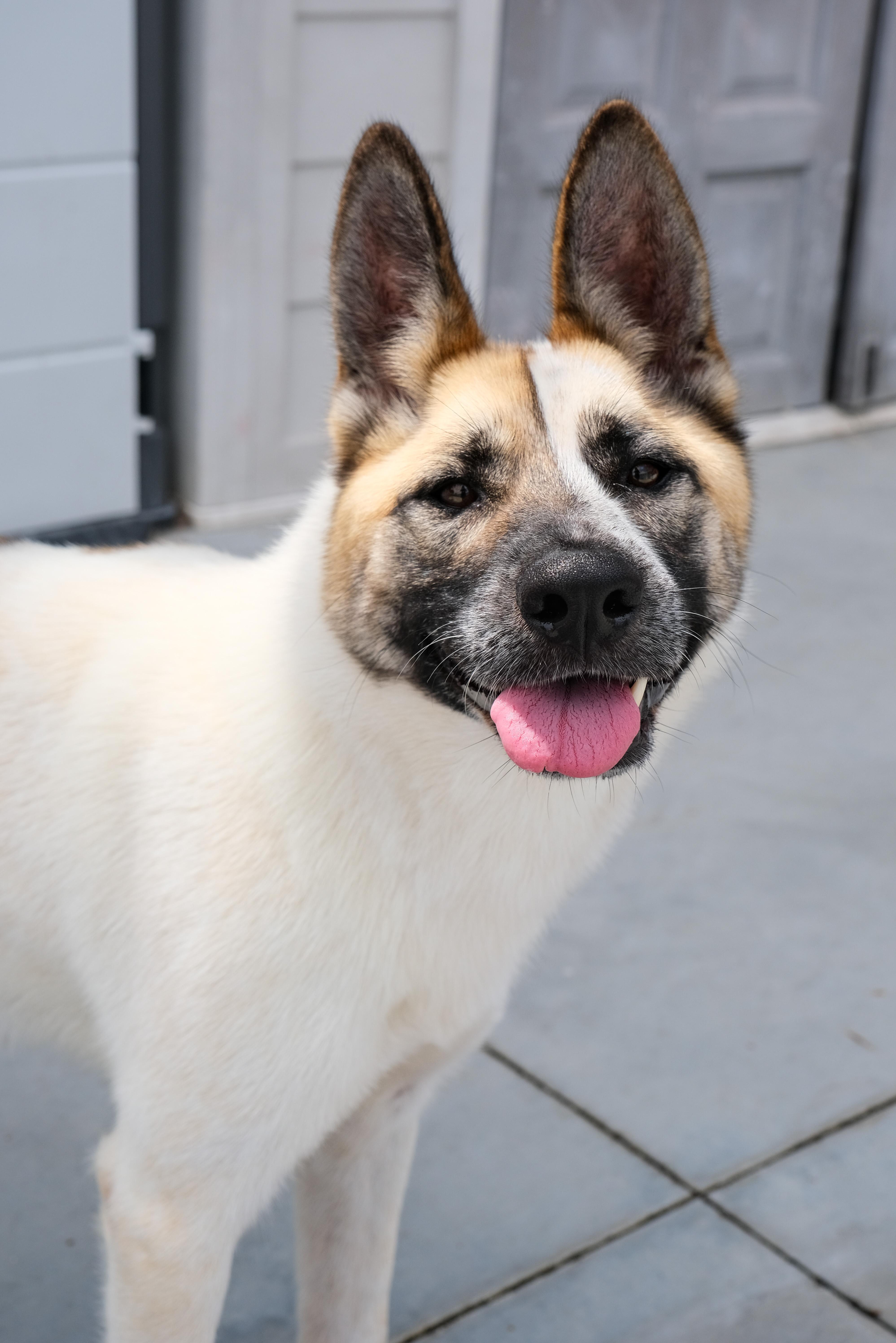 Cashew, a Adoptable Akita in Newport Beach, CA image 3/6