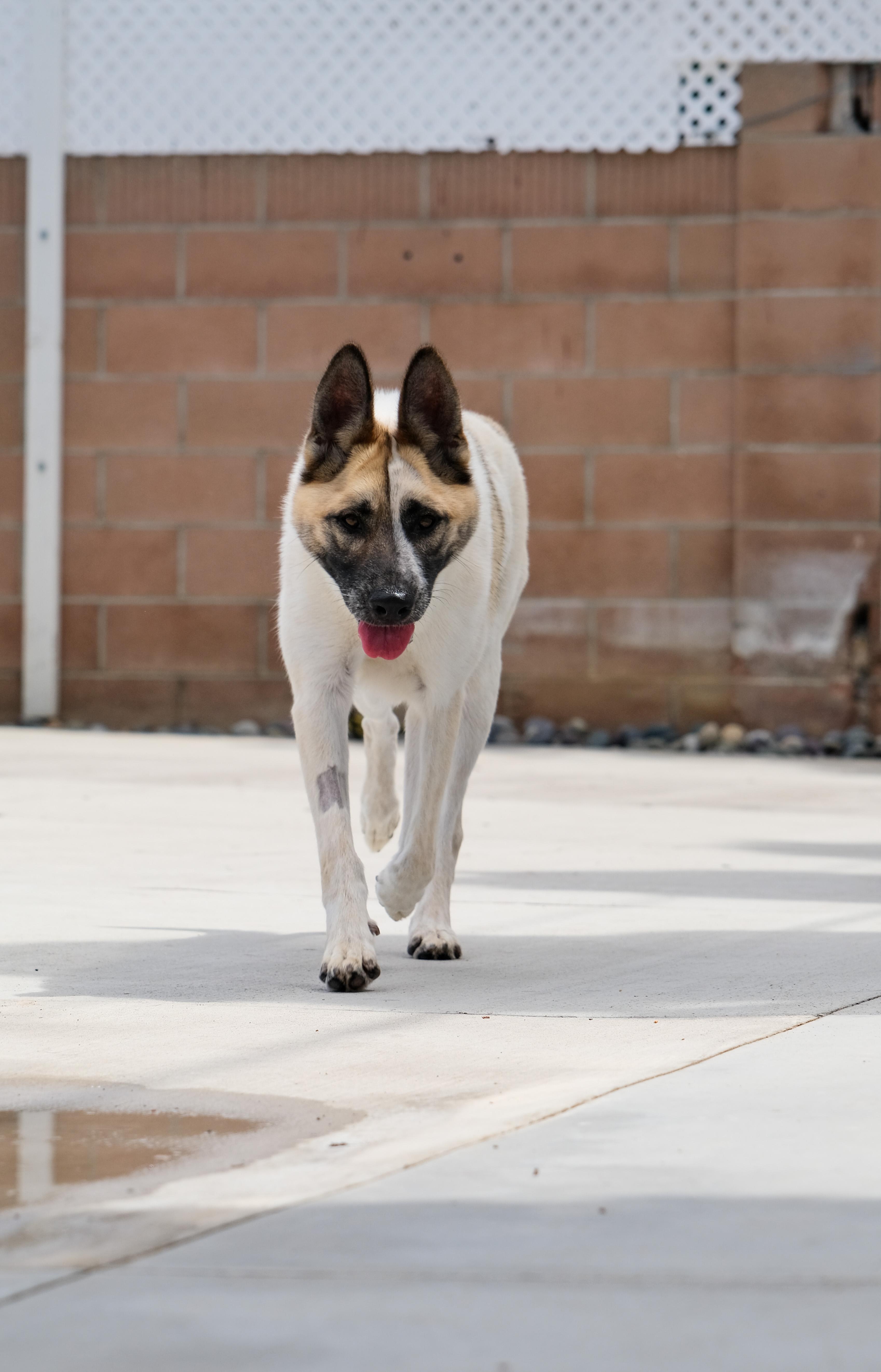 Cashew, a Adoptable Akita in Newport Beach, CA image 5/6