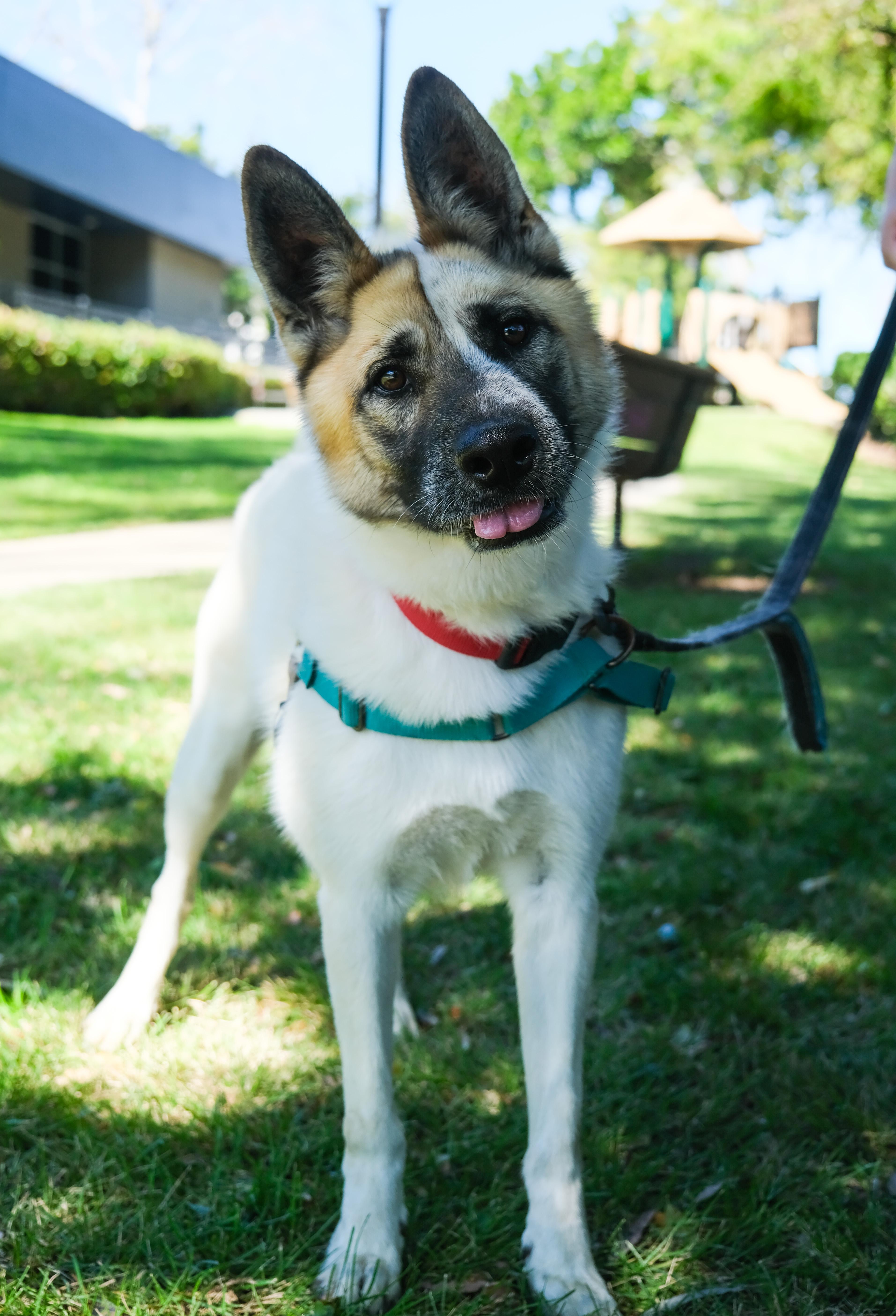 Enlarge Cashew, a Adoptable Akita in Newport Beach, CA image 2/6