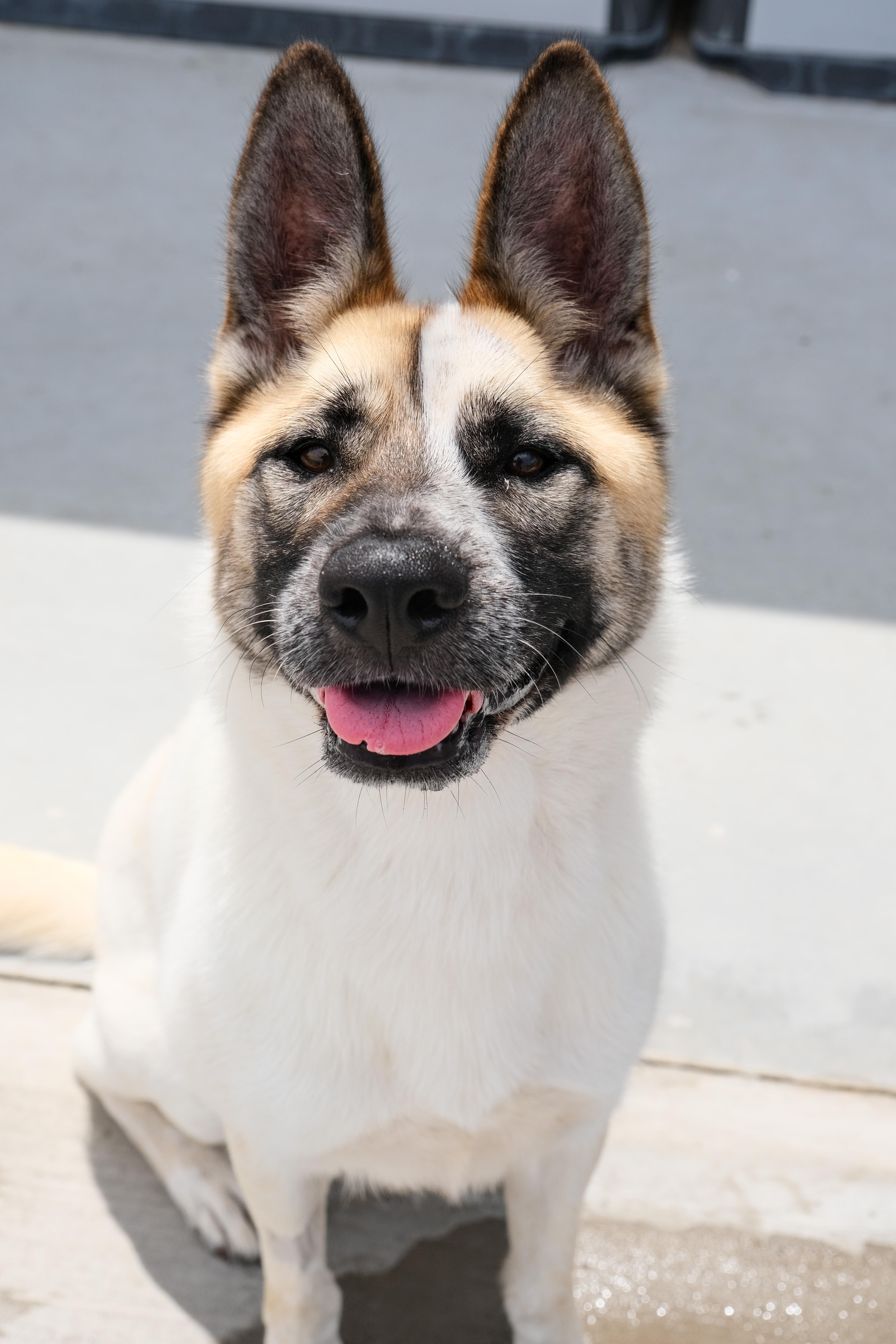 Cashew, a Adoptable Akita in Newport Beach, CA image 6/6