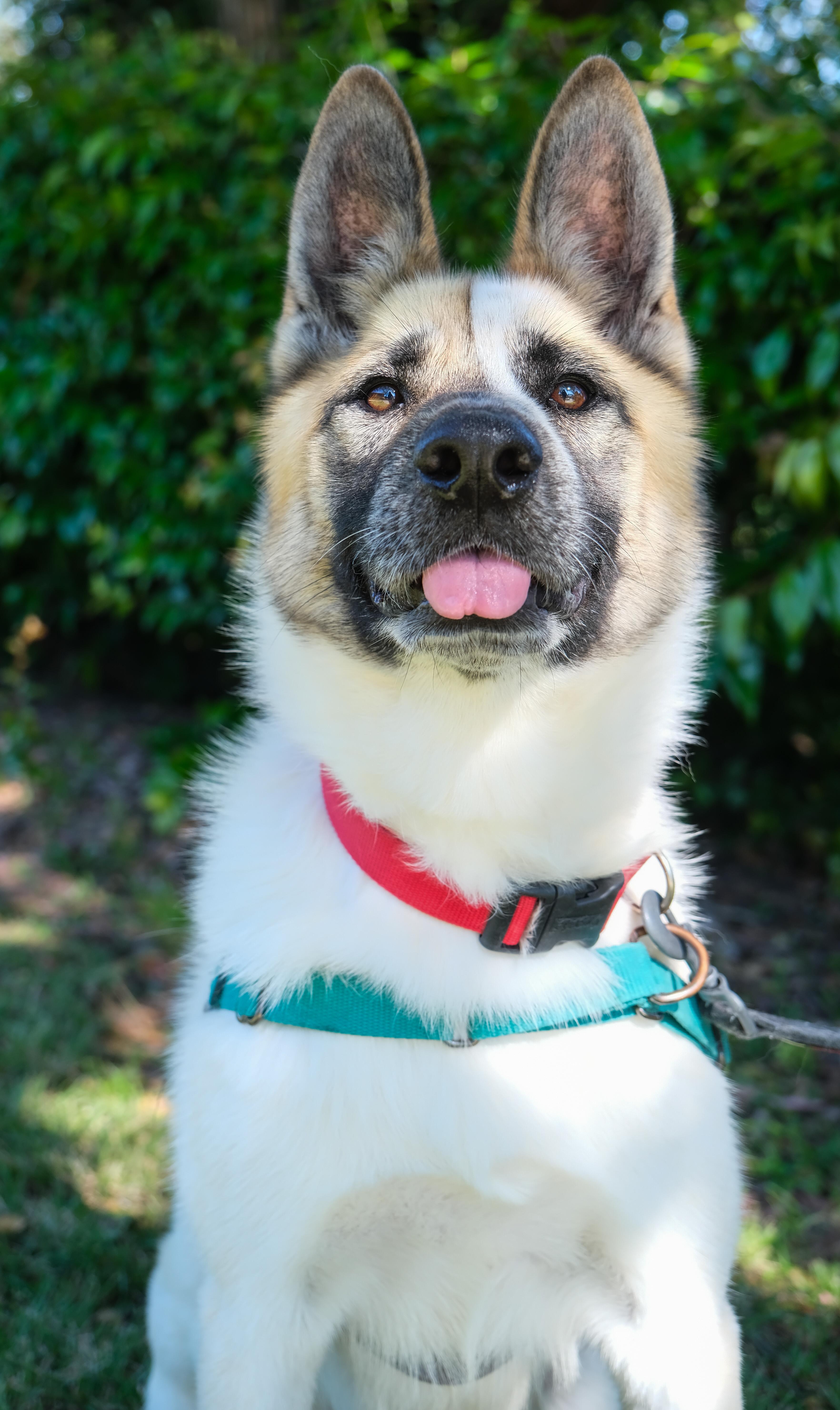 Cashew, Adoptable, Adult Female Akita.