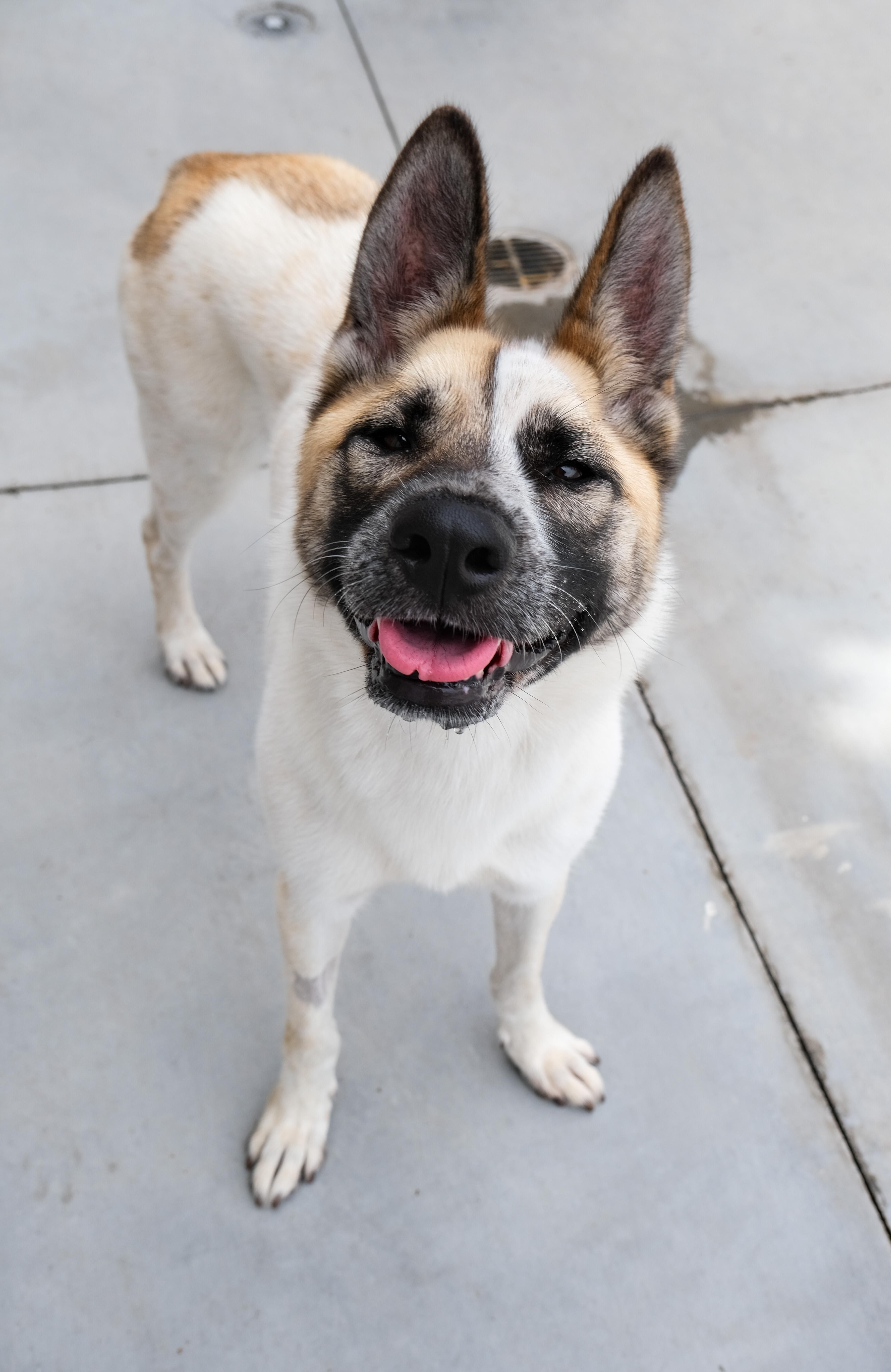 Cashew, a Adoptable Akita in Newport Beach, CA image 4/6