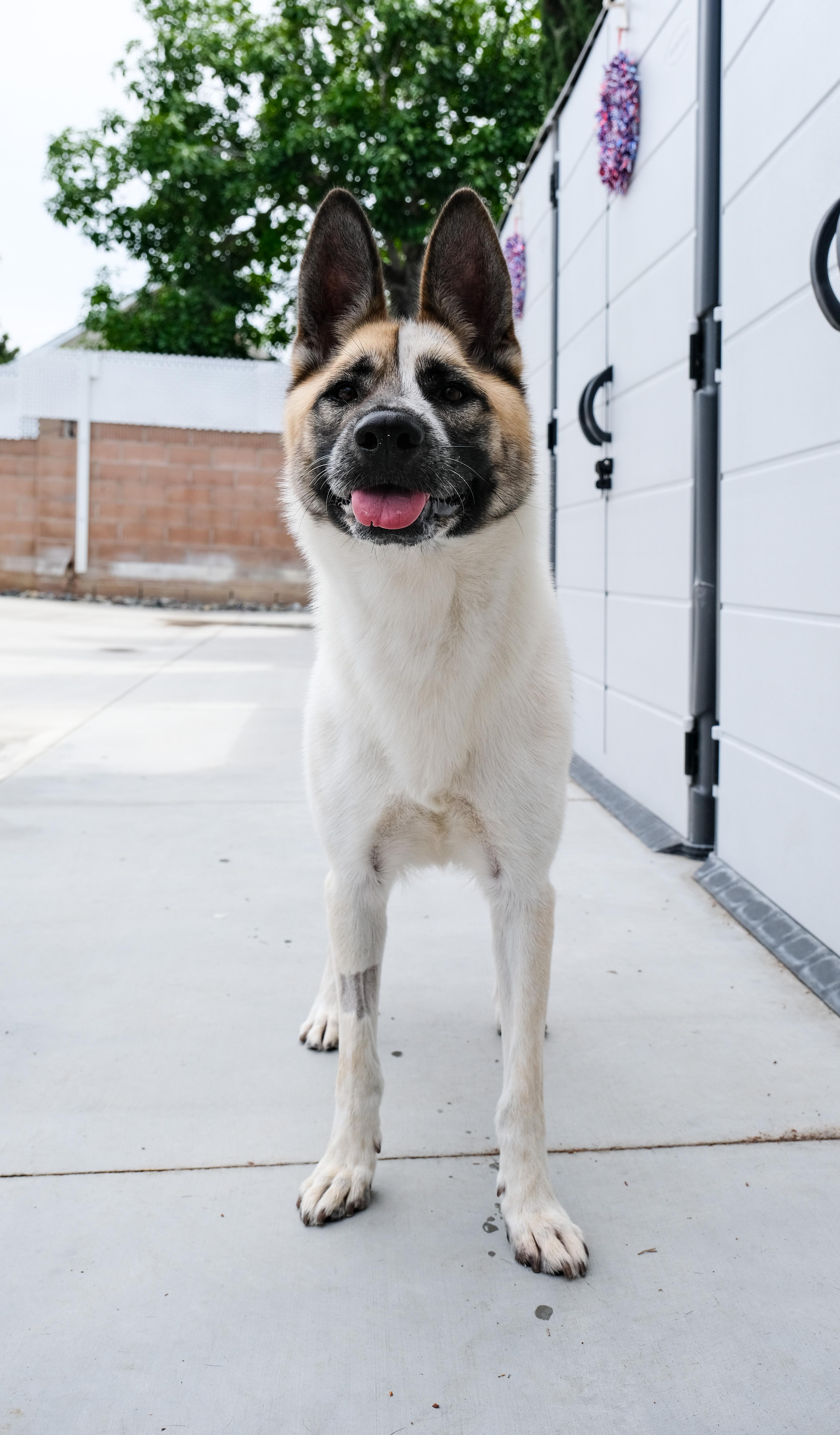Cashew, a Adoptable Akita in Newport Beach, CA image 2/6