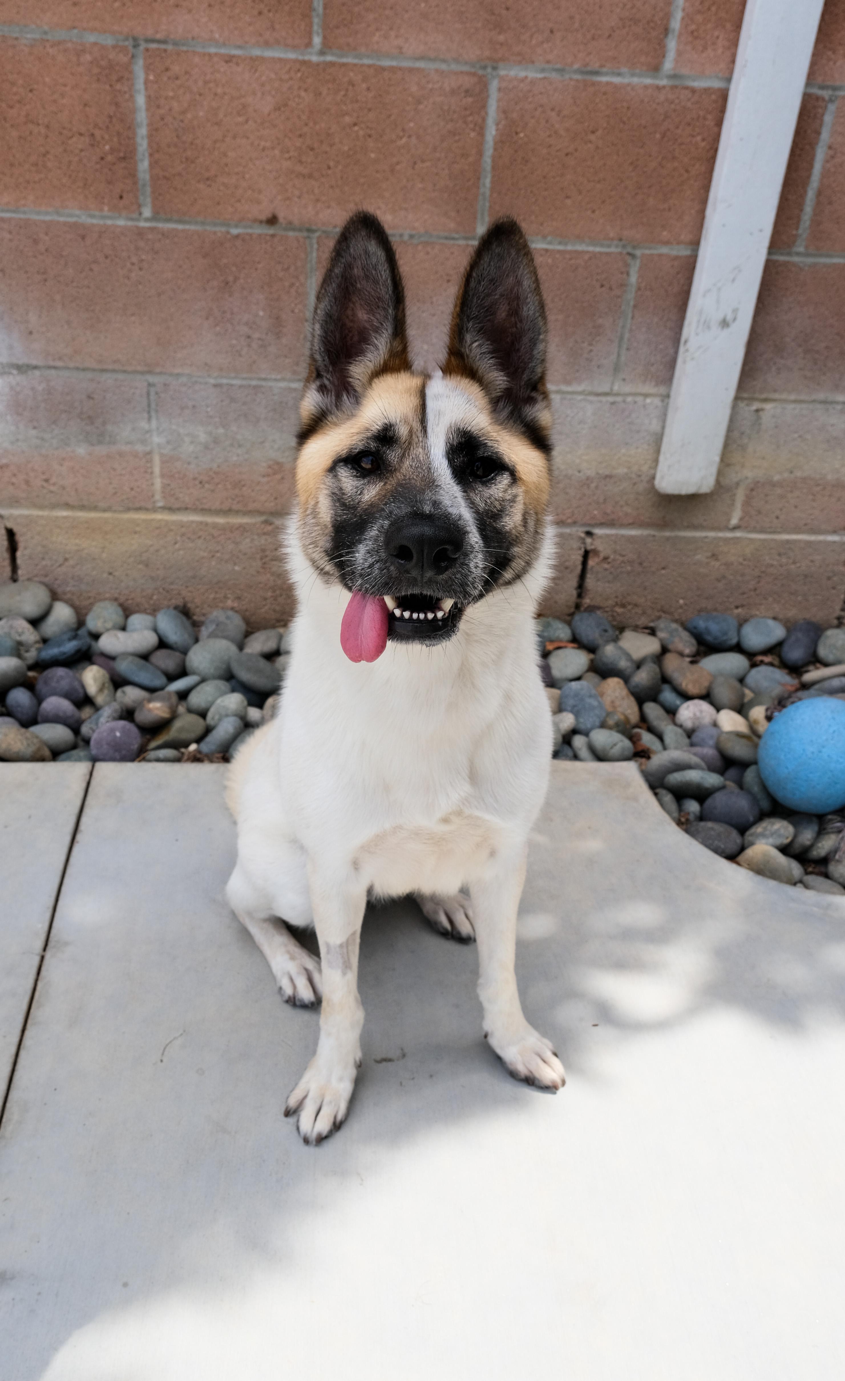 Cashew, Adoptable, Adult Female Akita.