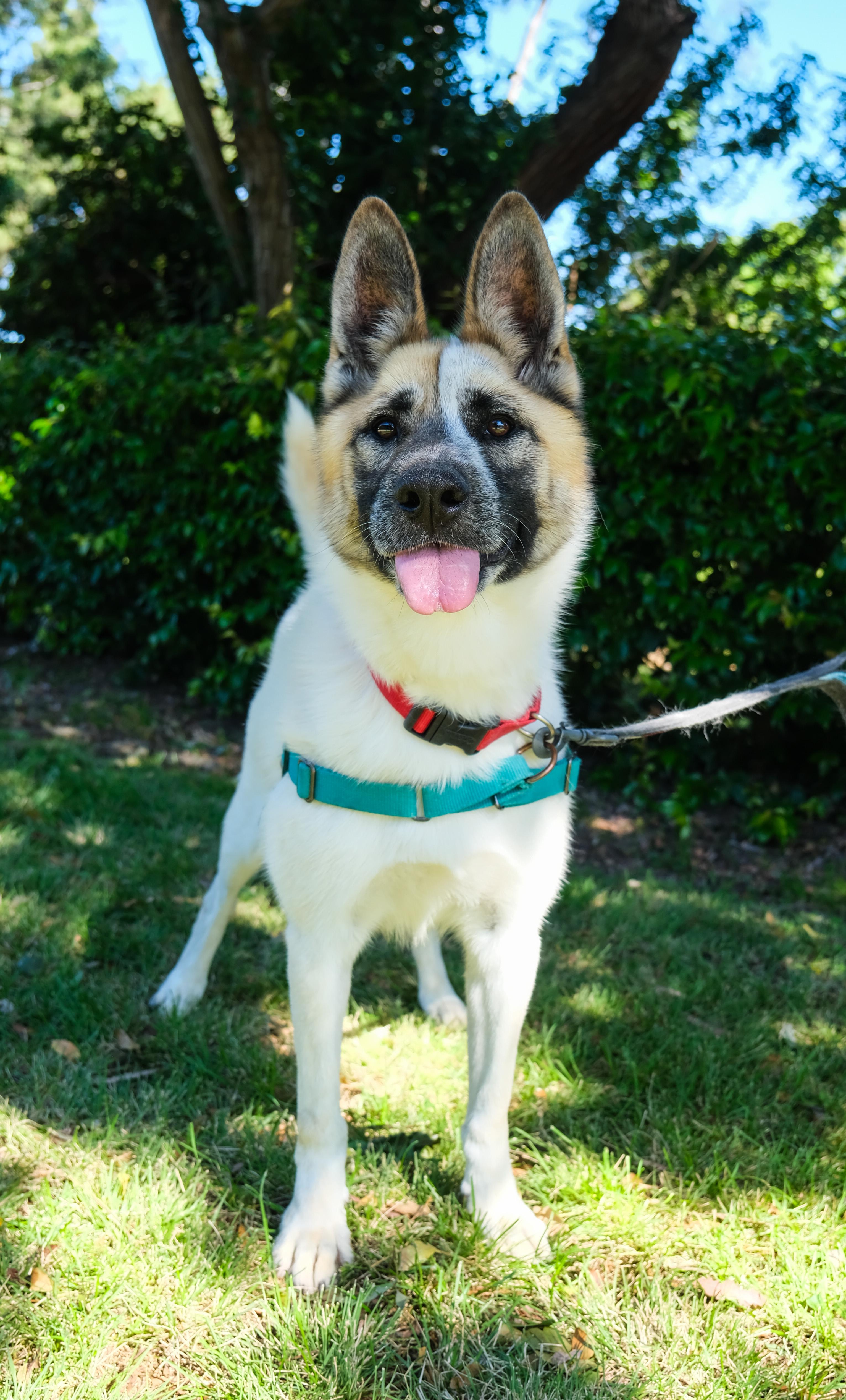 Enlarge Cashew, a Adoptable Akita in Newport Beach, CA image 5/6