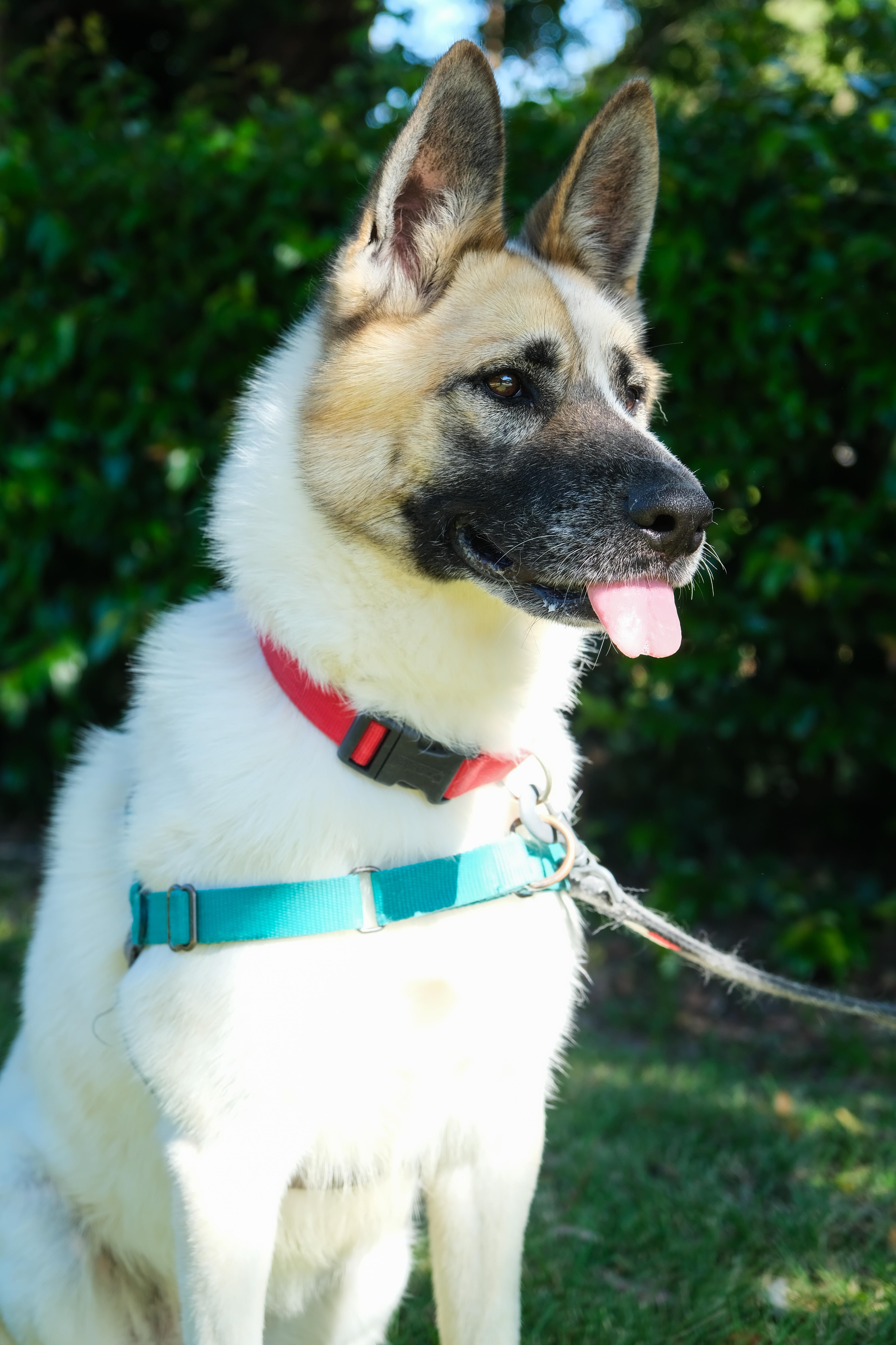 Enlarge Cashew, a Adoptable Akita in Newport Beach, CA image 4/6