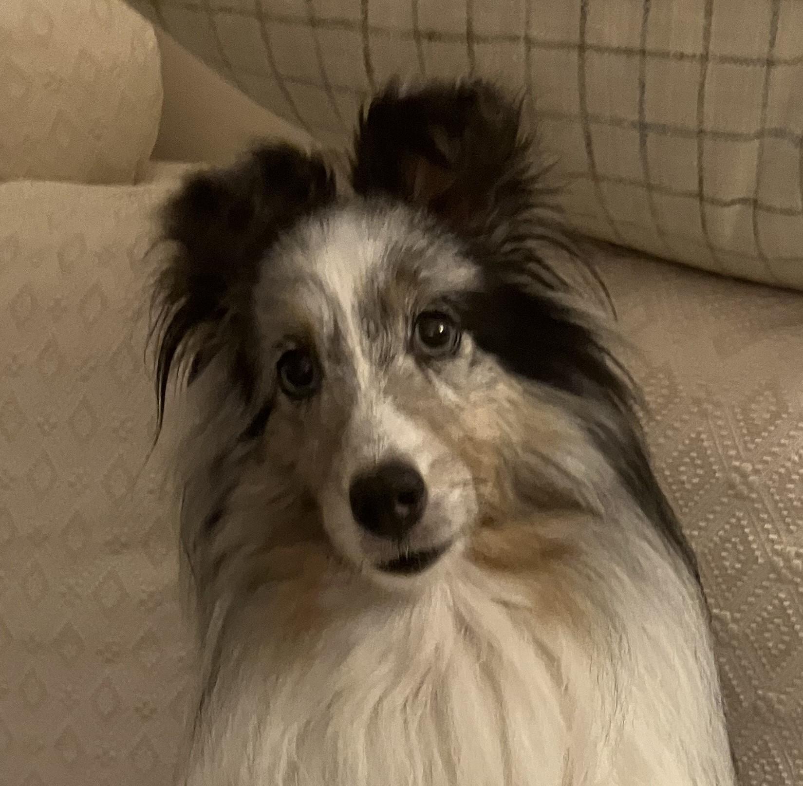 Enlarge Steele - ADOPTED!!!, a Adopted Shetland Sheepdog / Sheltie in York, ON image 1/2