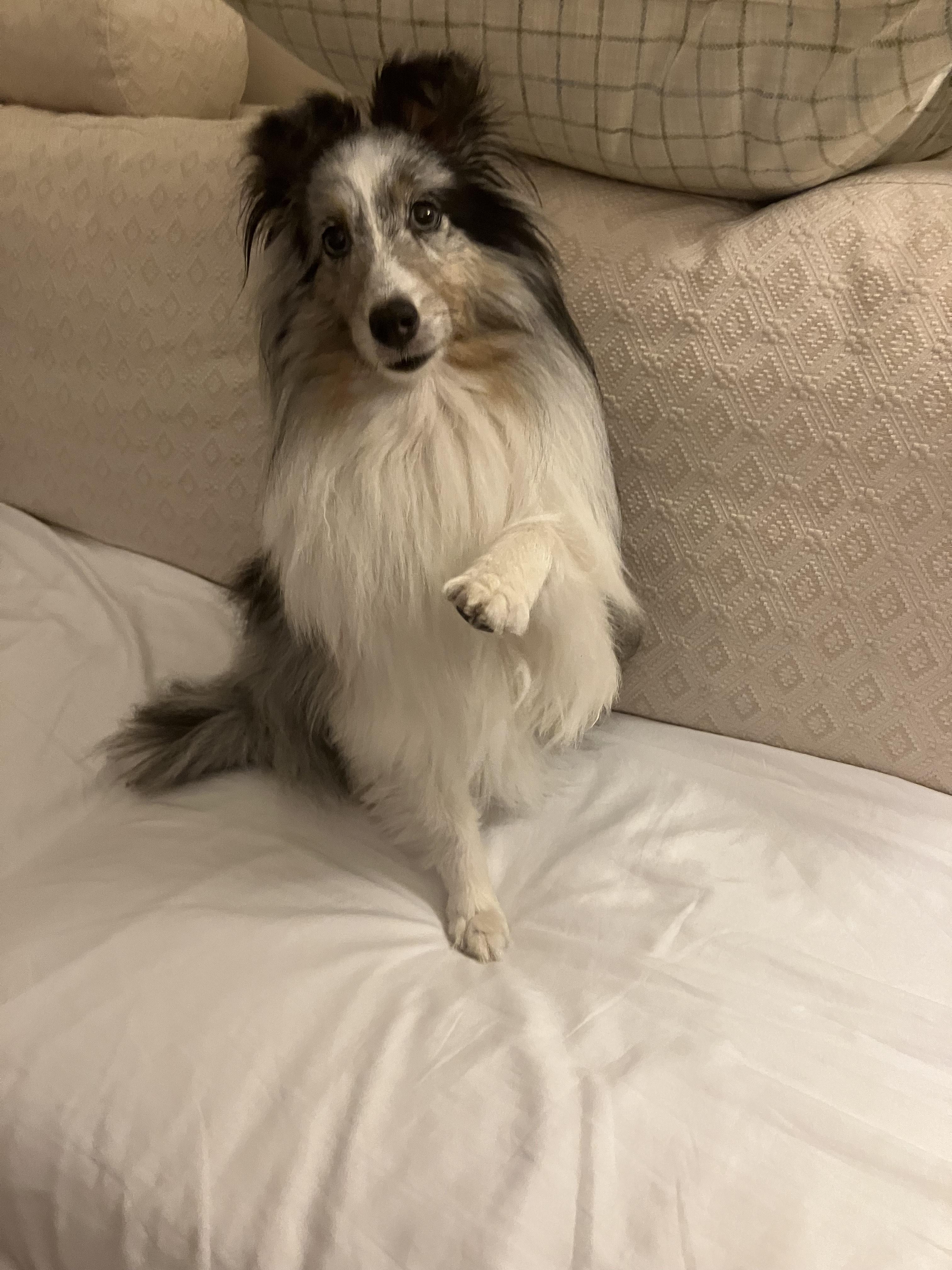 Enlarge Steele - ADOPTED!!!, a Adopted Shetland Sheepdog / Sheltie in York, ON image 2/2