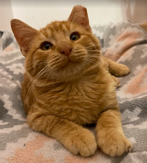 Nod, Adopted, Kitten Male Domestic Short Hair.