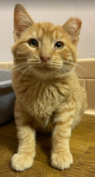 Enlarge Nod, a Adopted Domestic Short Hair in Fayetteville, AR image 2/4