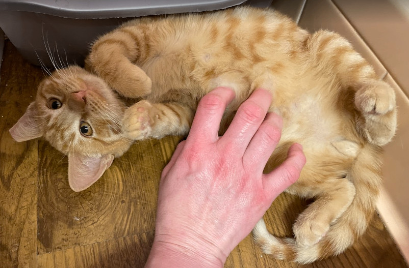 Enlarge Nod, a Adopted Domestic Short Hair in Fayetteville, AR image 3/4