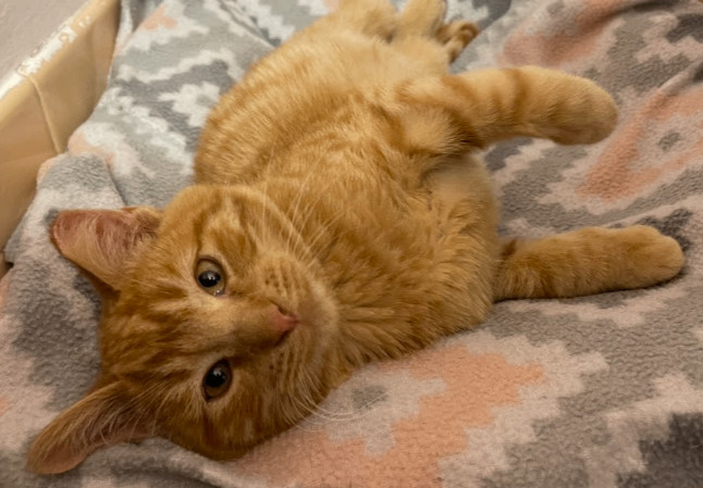 Enlarge Nod, a Adopted Domestic Short Hair in Fayetteville, AR image 4/4