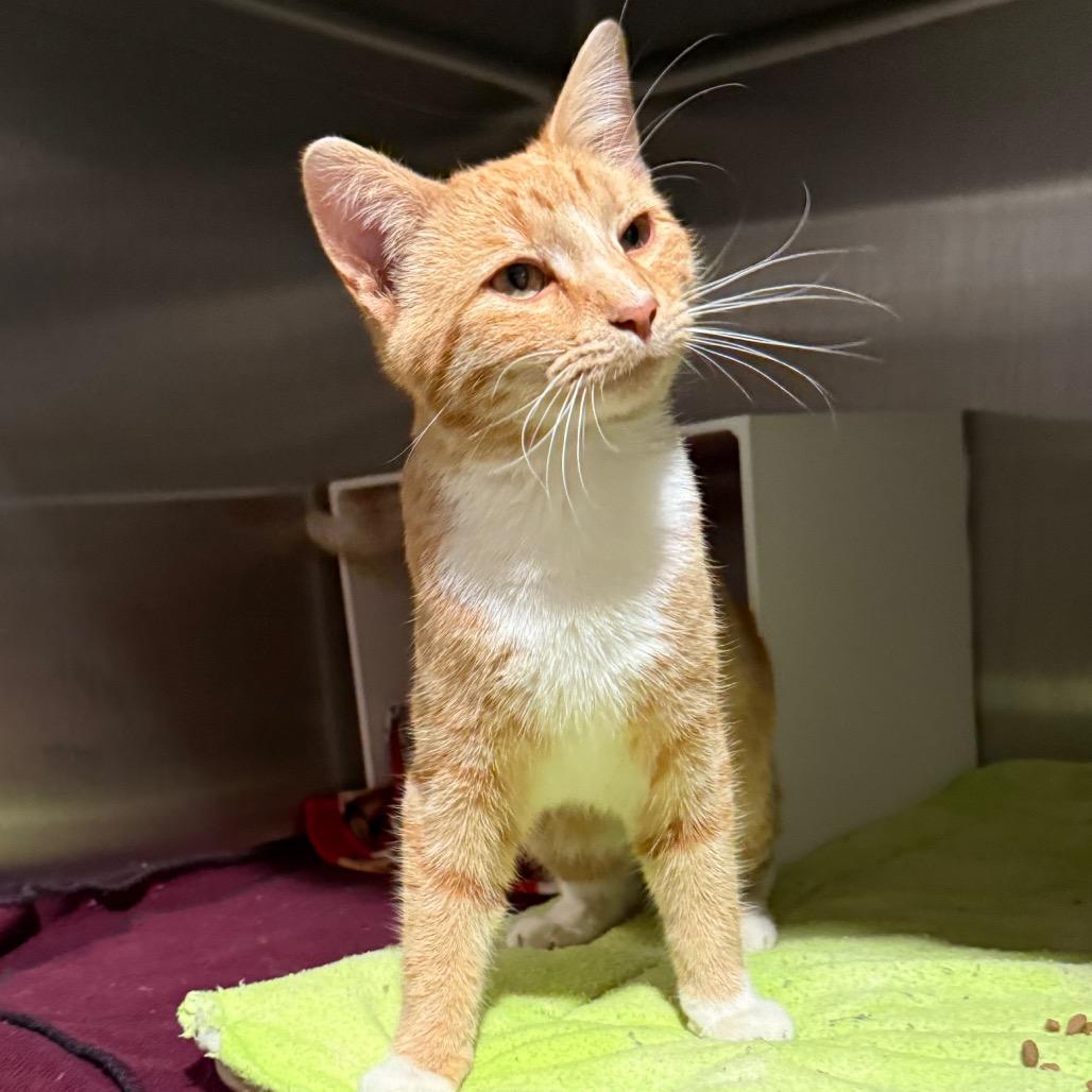 Tate, Adoptable, Young Male Domestic Short Hair.