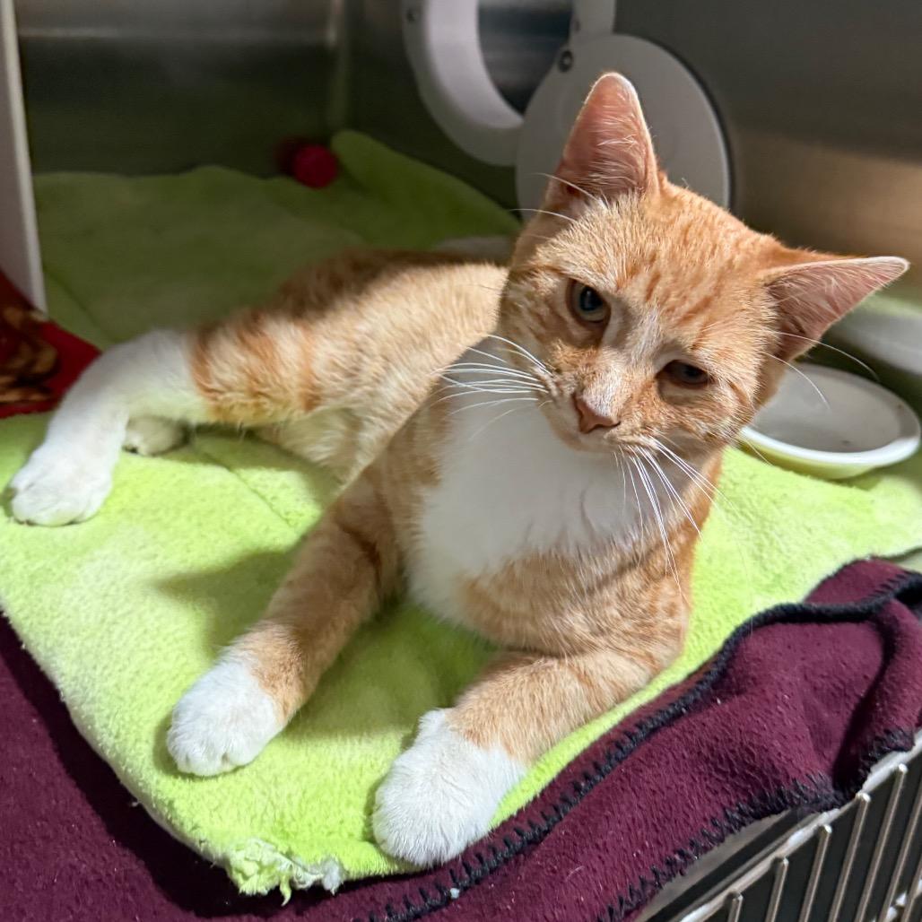 Enlarge Tate, a Adoptable Domestic Short Hair in Cedaredge, CO image 3/5