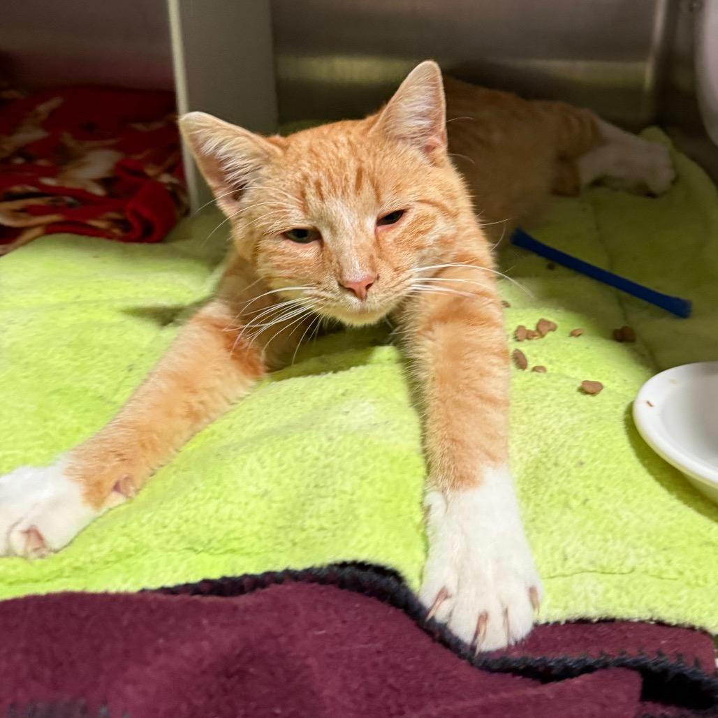 Enlarge Tate, a Adoptable Domestic Short Hair in Cedaredge, CO image 4/5