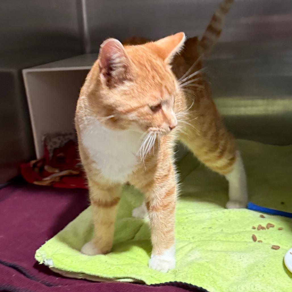 Enlarge Tate, a Adoptable Domestic Short Hair in Cedaredge, CO image 5/5