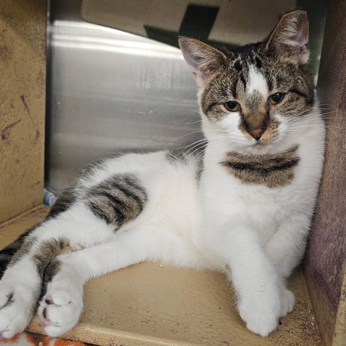 Enlarge Zelda , a ADOPTABLE Domestic Short Hair in Flint, MI image 2/2