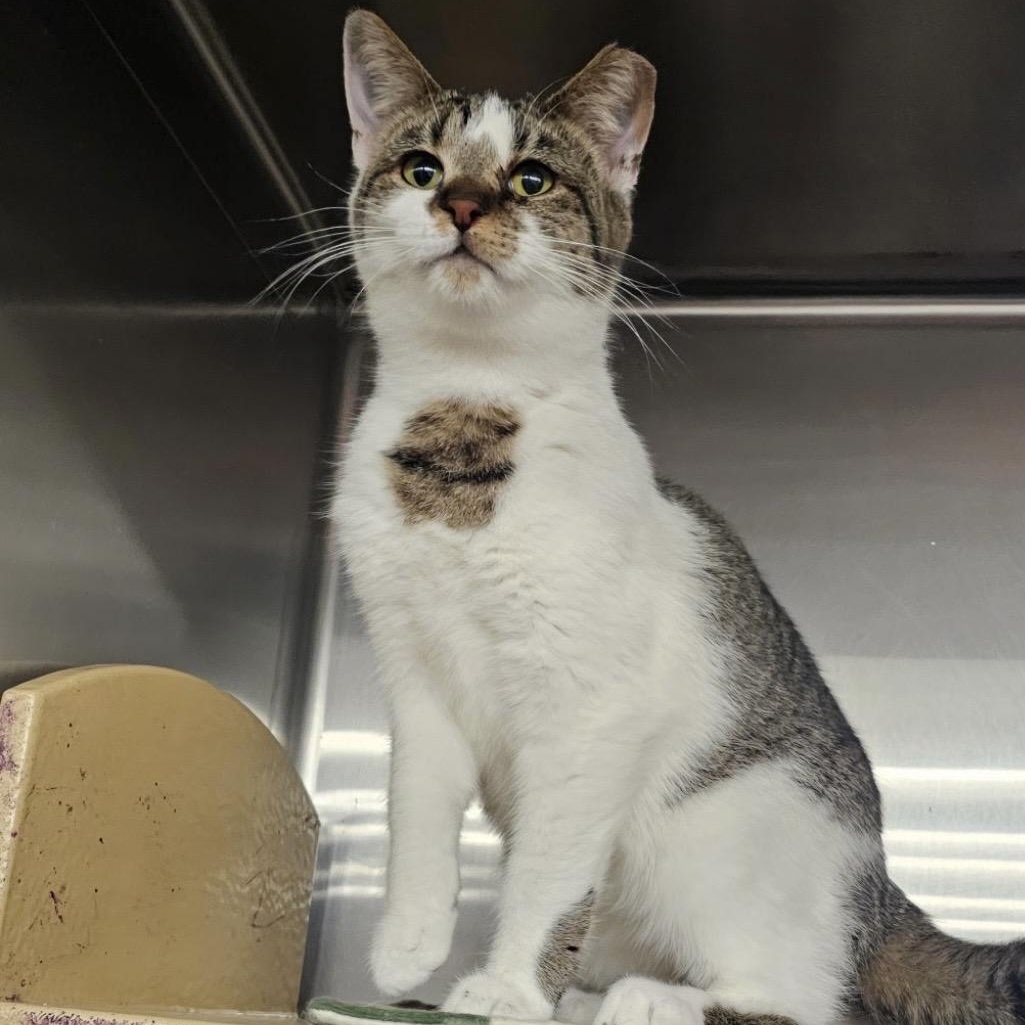 Zelda , ADOPTABLE, Kitten Female Domestic Short Hair.