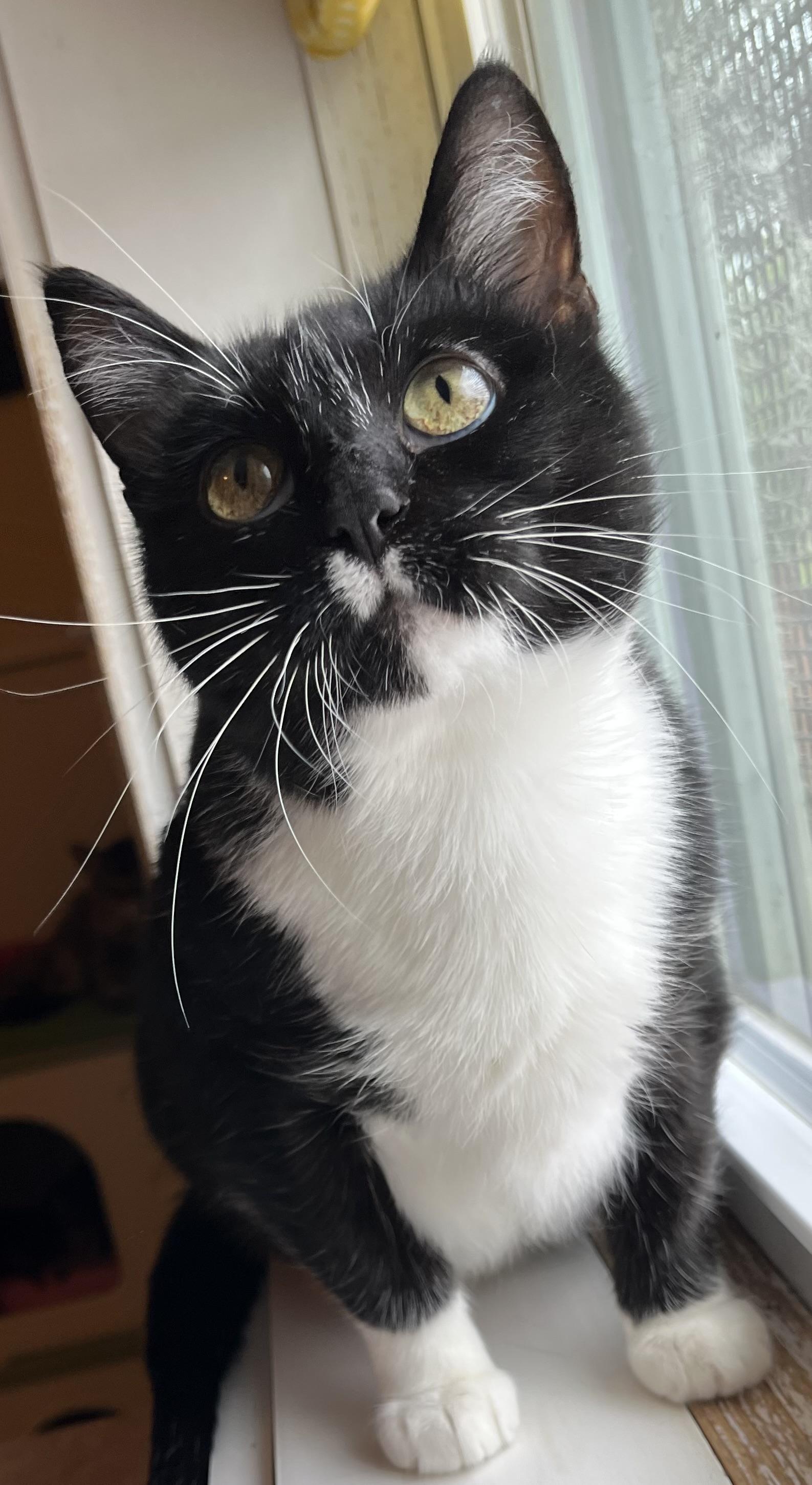 Elizabeth, Adult Female unknown