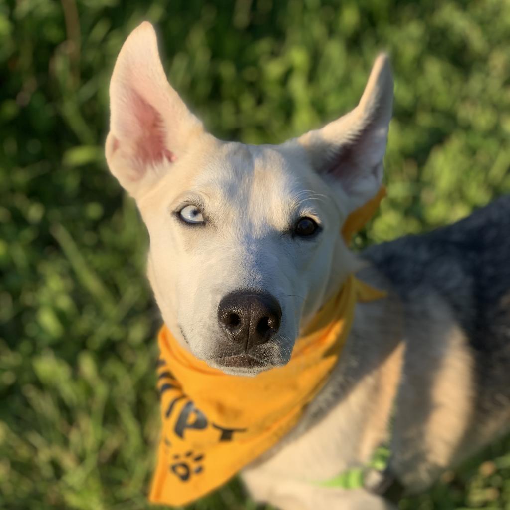Seymour, Adoptable, Adult Male Siberian Husky & Shepherd.