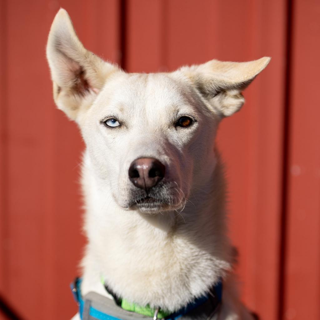 Seymour, Adoptable, Adult Male Siberian Husky & Shepherd.