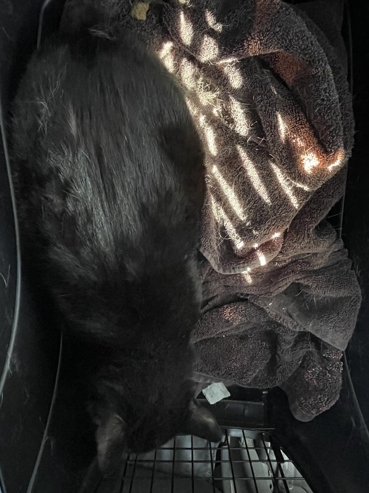 Enlarge Rocky, a Adoptable Domestic Short Hair in Chicago, IL image 1/2