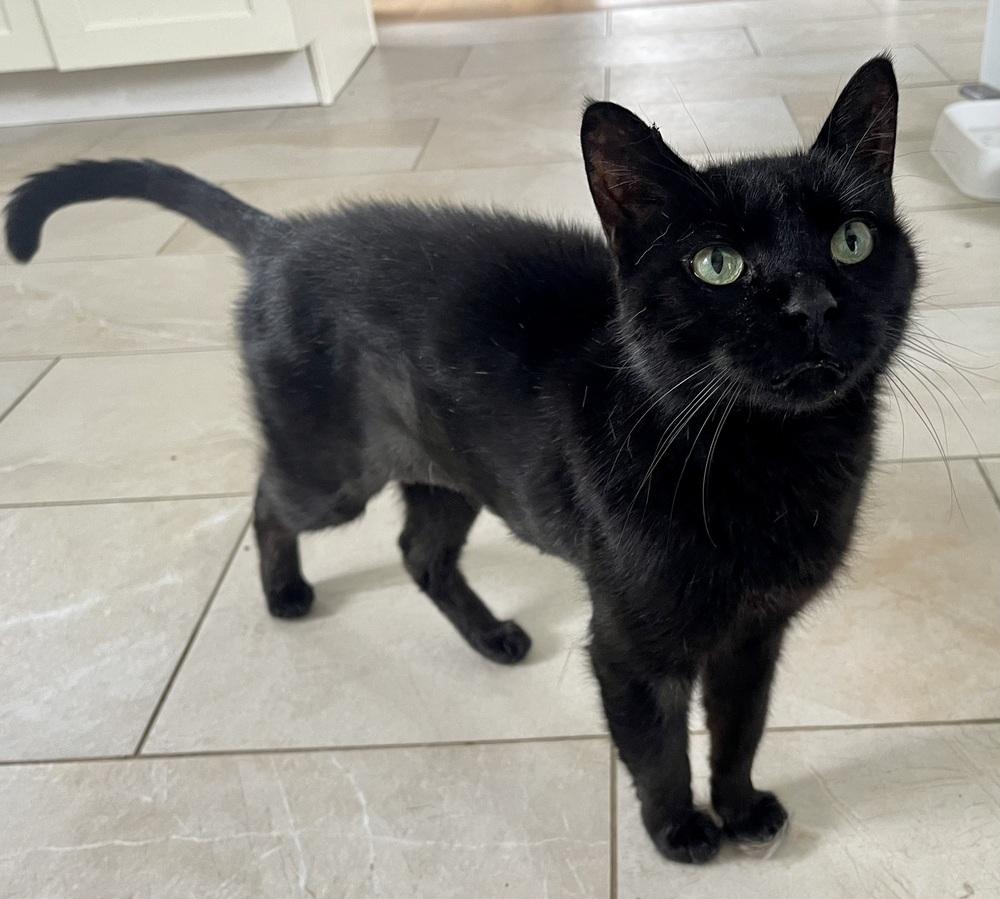 Enlarge Rocky, a Adoptable Domestic Short Hair in Chicago, IL image 2/2