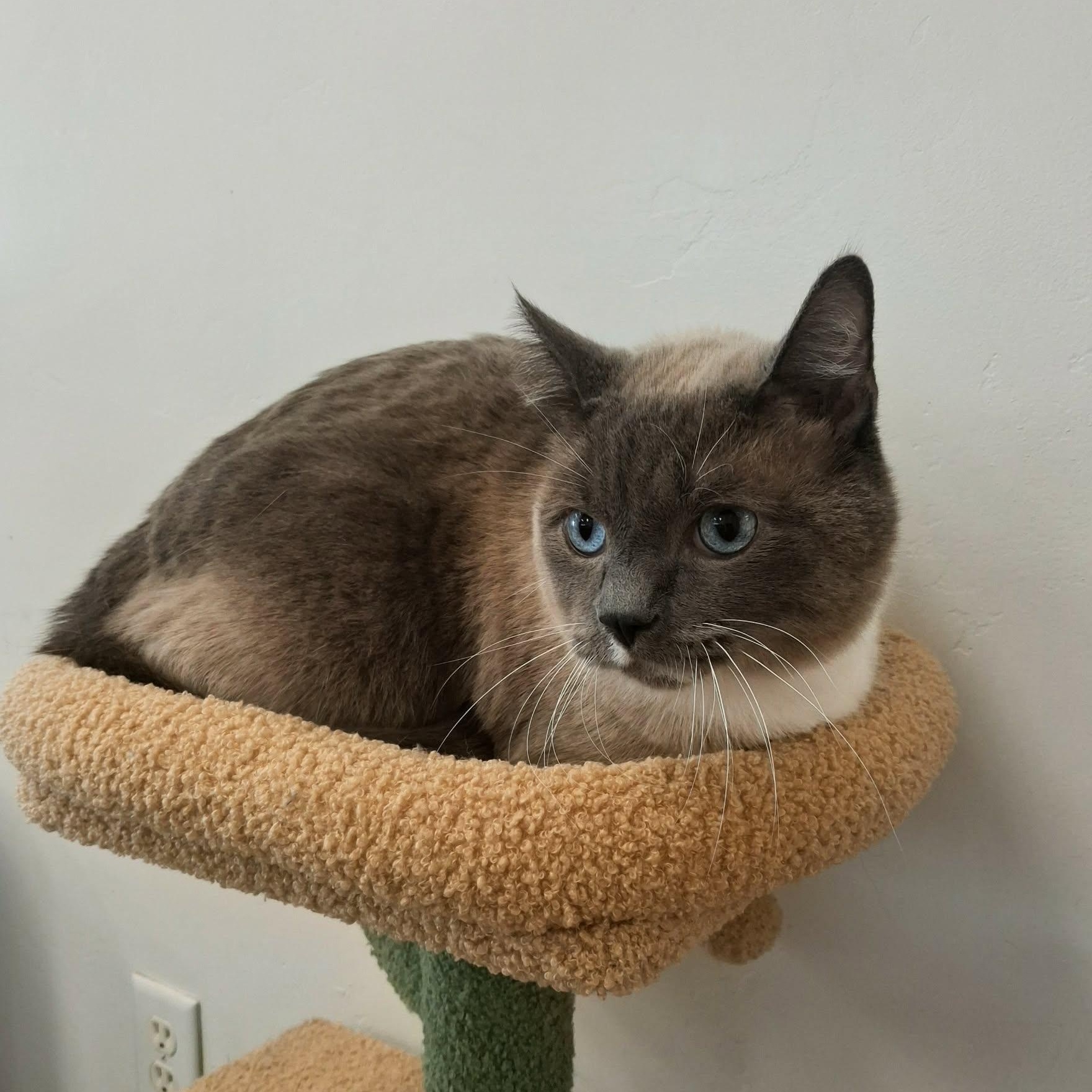 Simon, an adopted Siamese in Roosevelt, UT image 3/4