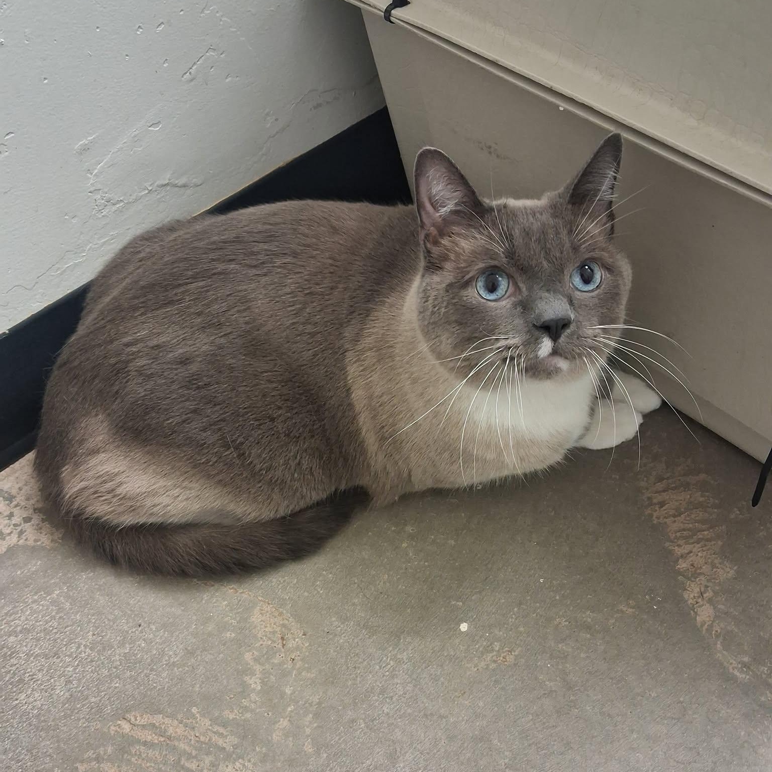 Simon, an adopted Siamese in Roosevelt, UT image 4/4