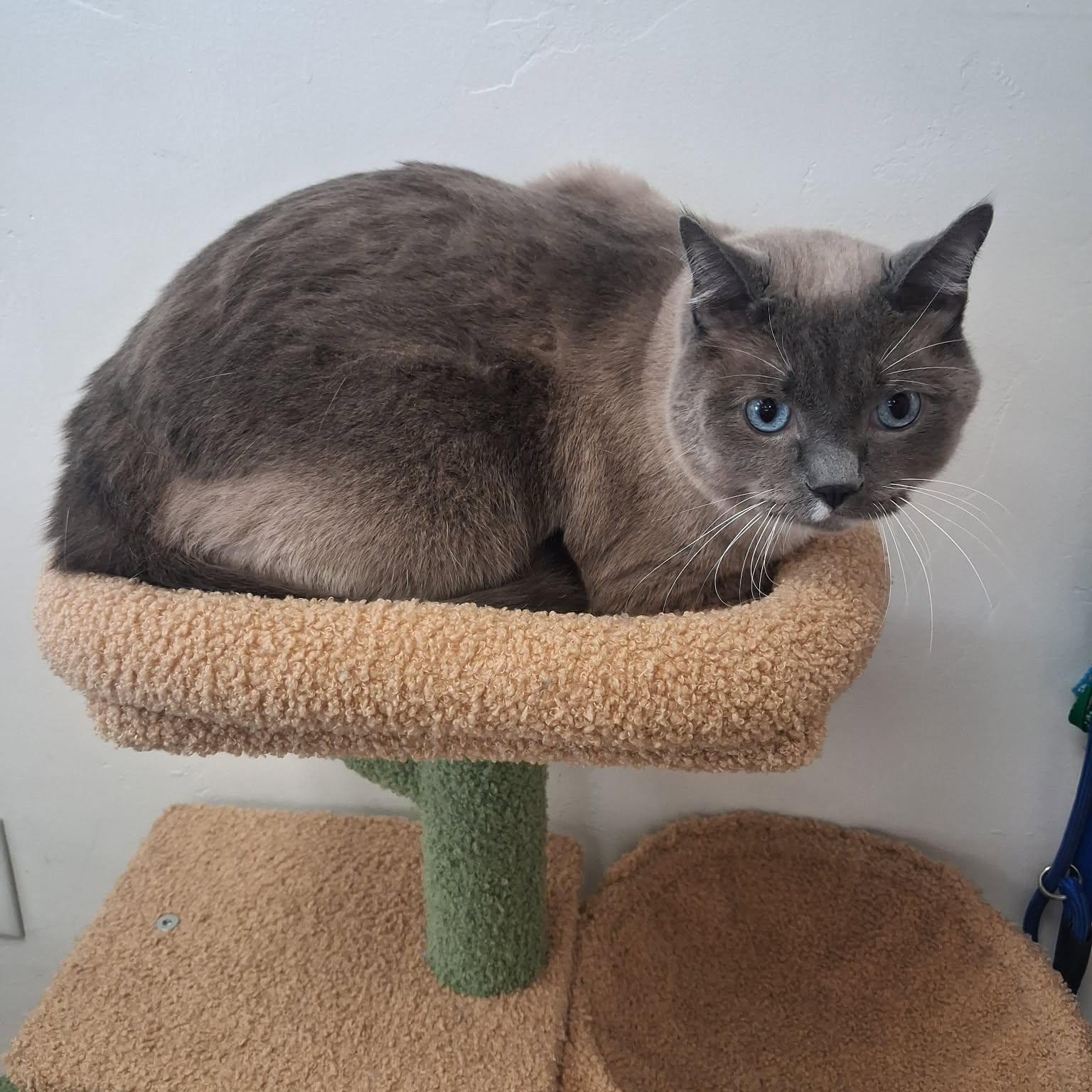 Simon, an adopted Siamese in Roosevelt, UT image 2/4