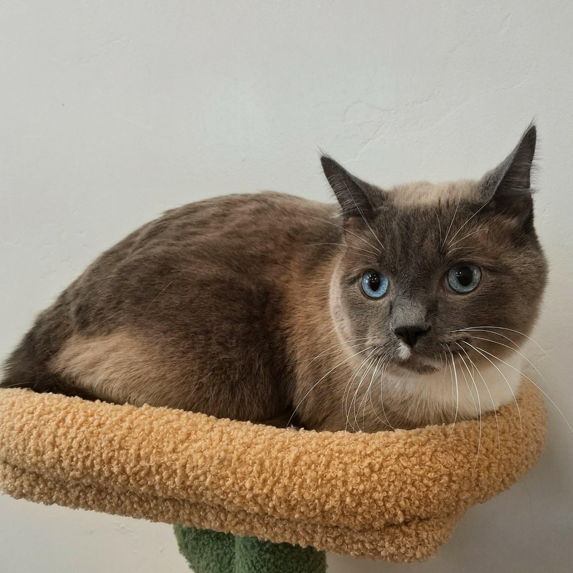 Simon, adopted, Adult Male Siamese.