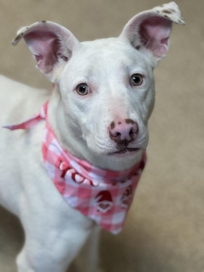 Luci — thumbnail 2