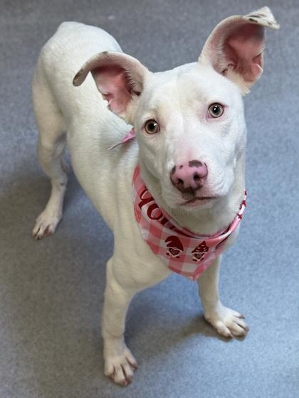 Luci — thumbnail 3