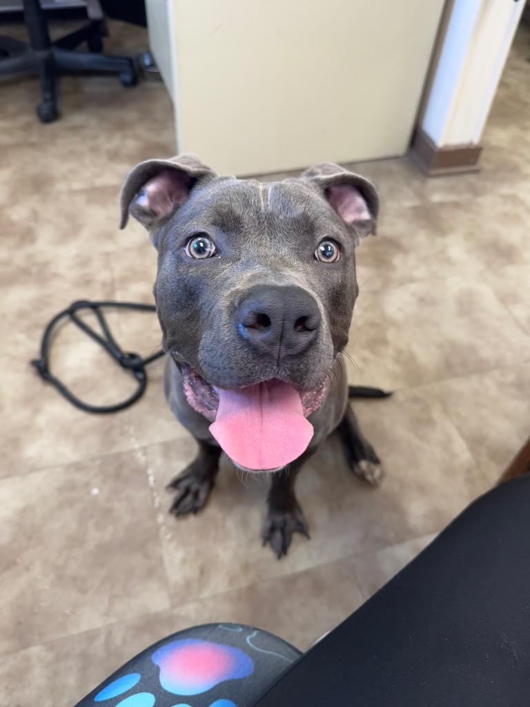 Enlarge Blu, a Adoptable Pit Bull Terrier in Springfield, OH image 1/1