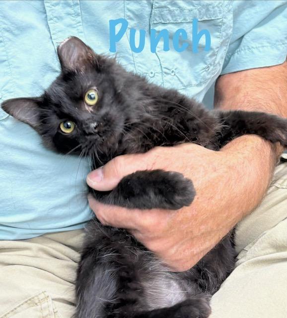 Enlarge Punch, a ADOPTABLE American Shorthair in Perry, GA image 1/1