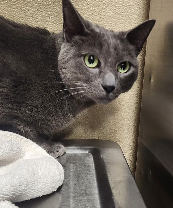 Enlarge Bruce, a Adoptable mixed breed in Vancouver, WA image 2/2