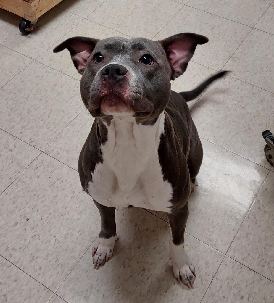 Taffy, a Adoptable mixed breed in Mocksville, NC image 1/5