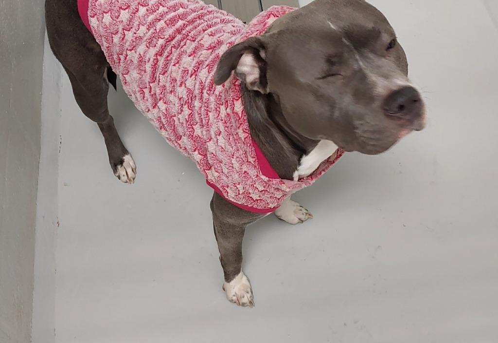 Taffy, a Adoptable mixed breed in Mocksville, NC image 2/5